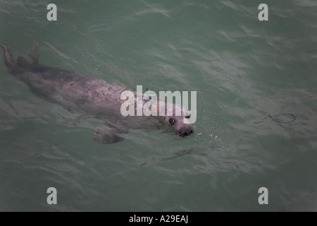 Graue Dichtung Halychoerus Grypus schwimmen in St Ives Hafen Cornwall Stockfoto