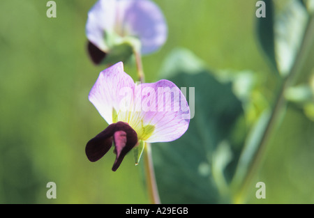 Nahaufnahme von Erbsen Pisum Sativum Blumen Stockfoto