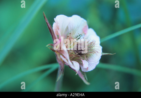 Nahaufnahme von ungewöhnlichen Wasser Avens Geum Rivale Blume Stockfoto