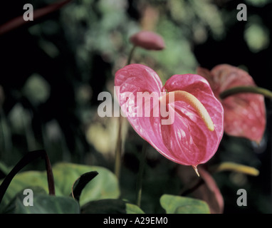 Blühende Anthurium Andreanum in Puerto De La Cruz Botanischer Garten Teneriffa Kanaren Spanien Stockfoto