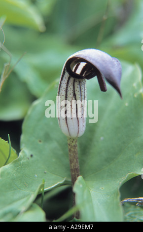 Nahaufnahme des Mönchs Kutte Arisarum Vulgare Arum Aronstabgewächse-Teneriffa-Kanarische Inseln-Spanien Stockfoto