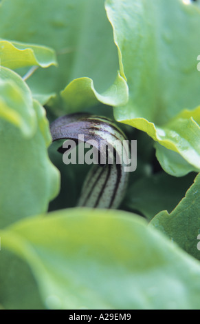 Nahaufnahme des Mönchs Kutte Arisarum Vulgare Arum Aronstabgewächse in Teneriffa-Kanarische Inseln-Spanien Stockfoto