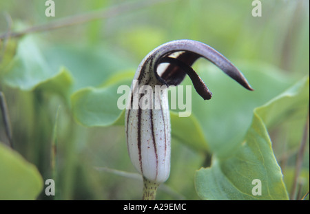 Nahaufnahme des Mönchs Kutte Arisarum Vulgare Arum Aronstabgewächse in Teneriffa-Kanarische Inseln-Spanien Stockfoto