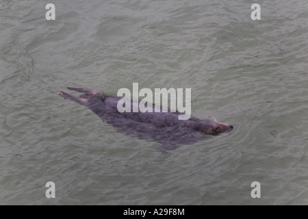 Graue Dichtung Halychoerus Grypus schwimmen in St Ives Hafen Cornwall Stockfoto