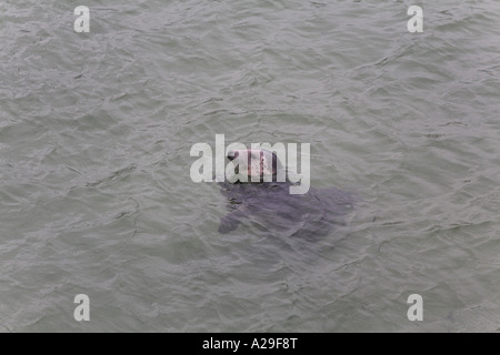 Graue Dichtung Halychoerus Grypus schwimmen in St Ives Hafen Cornwall Stockfoto