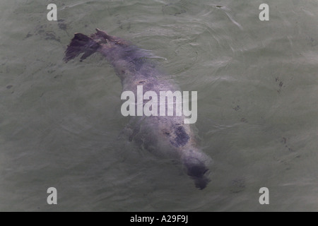 Graue Dichtung Halychoerus Grypus schwimmen in St Ives Hafen Cornwall Stockfoto