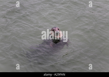 Grey Seal Halychoerus Grypus Kopfschuss schwimmen in St Ives Hafen Cornwall Stockfoto