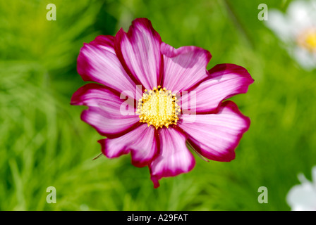 Kosmos Süßigkeiten Streifen Cosmos Bipinnatus Magenta Picotee Rand einzelne Blüte vor verschwommenen Hintergrund grün Stockfoto