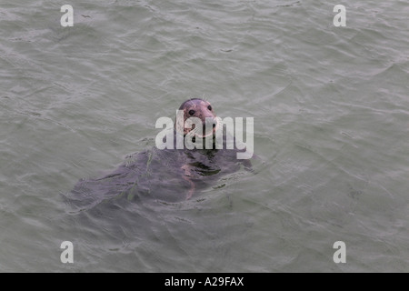 Grey Seal Halychoerus Grypus Kopfschuss schwimmen in St Ives Hafen Cornwall Stockfoto