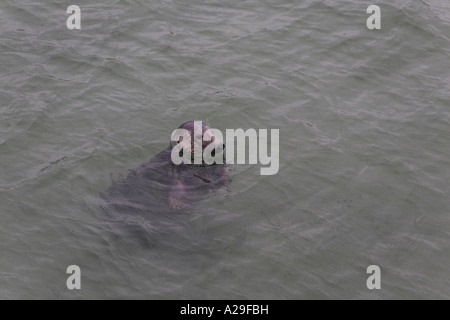 Grey Seal Halychoerus Grypus Kopfschuss schwimmen in St Ives Hafen Cornwall Stockfoto