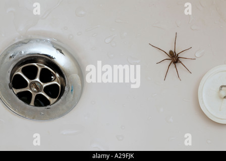 Männliche Haus Spinne gefangen in einer Wanne mit Abfluss und Stecker Stockfoto