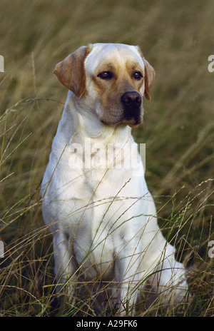 Junge Labrador sitzen im Feld Warnung. Stockfoto