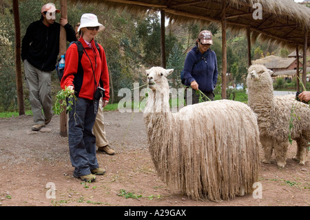 Ein Tourist Fütterung ein Alpaka Suri auf einem "Bauernhof" in der Nähe von Cusco in Peru. Stockfoto