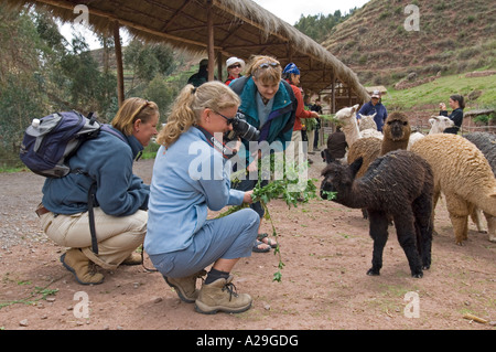 Touristen, Fütterung und Alpaka-Huacayo auf einem "Bauernhof" in der Nähe von Cusco in Peru zu fotografieren. Stockfoto