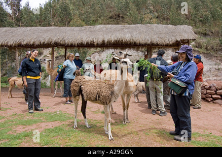 Ein Tourist Fütterung ein Vikunja auf einem "Bauernhof" in der Nähe von Cusco in Peru. Stockfoto