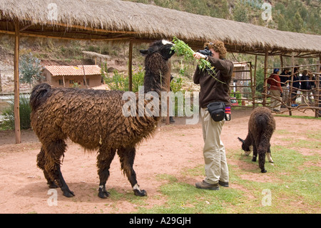 Ein Tourist füttern und Fotografieren ein Lama Chaku auf einem "Bauernhof" in der Nähe von Cusco in Peru. Stockfoto