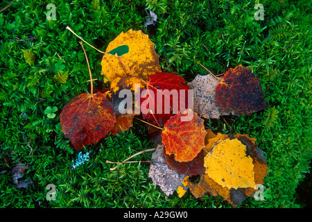 Gefallene Aspen Blätter liegen auf Moos Stockfoto