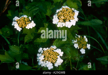 Guelder Rose in Blüte Stockfoto