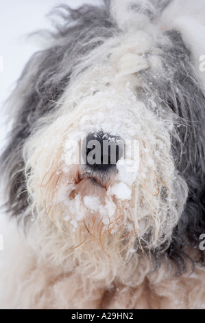 Porträt eines Old English Sheepdog Stockfoto