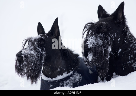 Schottischer Terrier im Schnee Stockfoto