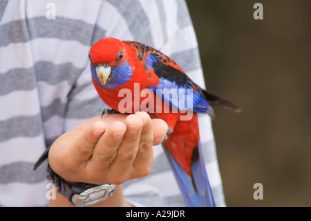 Crimson Rosella Platycercus Elegans aus einer touristischen s Hand füttern Stockfoto