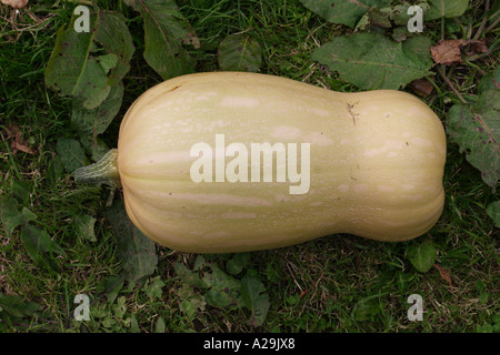 Butternut-Kürbis, Hampshire, England. Stockfoto