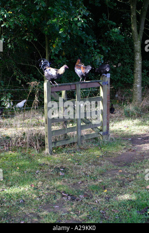 Freerange Hühner sitzen auf einem Hof. Stockfoto