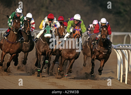 Pferde Rennen um die Kurve auf dem Feldweg in Wolverhampton Racecourse Stockfoto