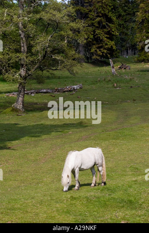 Pferd oder Highland Garron, garran, schottische Hill Ponys. Pirsch Pony, Beweidung in Feld auf Ackerland Mar Lodge Estate, Aberdeenshire, Großbritannien Stockfoto