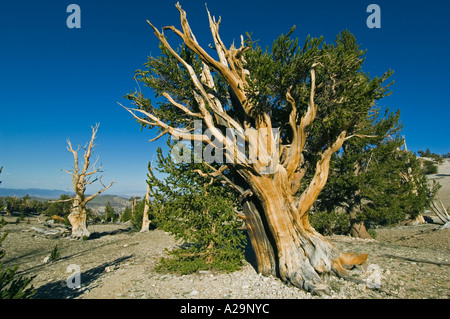 BRISTLECONE Kiefer (Pinus Longaeva) ältesten Bäume auf Erden, Lefka Ori, östlichen Kalifornien, USA Stockfoto