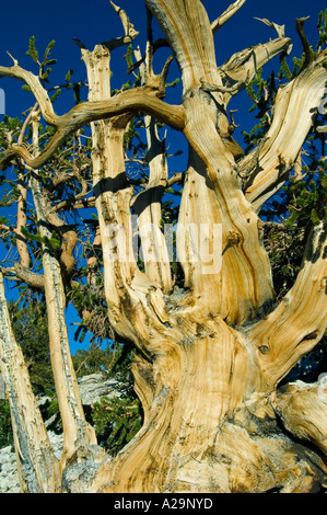 BRISTLECONE Kiefer (Pinus Longaeva) ältesten Bäume auf Erden, Lefka Ori, östlichen Kalifornien, USA Stockfoto