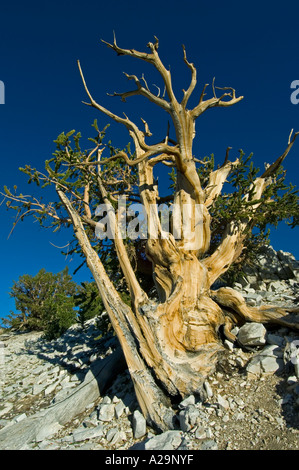 BRISTLECONE Kiefer (Pinus Longaeva) ältesten Bäume auf Erden, Lefka Ori, östlichen Kalifornien, USA Stockfoto