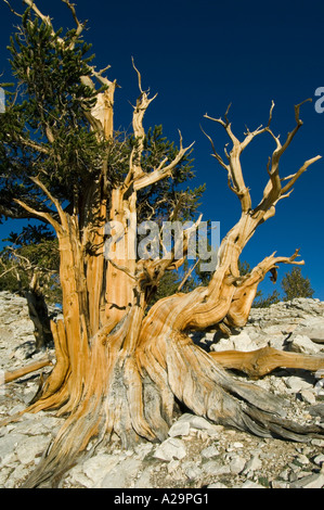 BRISTLECONE Kiefer (Pinus Longaeva) ältesten Bäume auf Erden, Lefka Ori, östlichen Kalifornien, USA Stockfoto