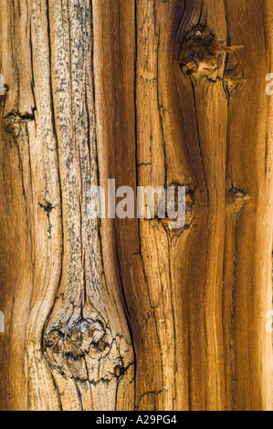 Bristlecone Kiefer (Pinus Longaeva) White Mountains, Kalifornien bellen Detail, ältesten Bäume auf der Erde Stockfoto