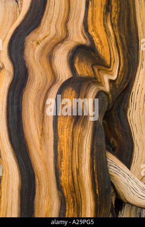 Bristlecone Kiefer (Pinus Longaeva) White Mountains, Kalifornien bellen Detail, ältesten Bäume auf der Erde Stockfoto