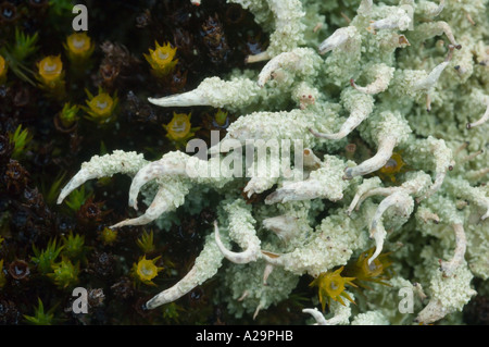 Flechten, (Cladonia Bellidiflora) stacheligen Flechten, Cumberland Bay, South Georgia Island Stockfoto