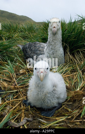 Nördlichen Giant Petrel (Macronectes Halli) mit Küken, Bird Island, South Georgia Island Stockfoto