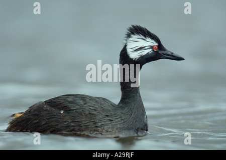 WHITE-GETUFTETE HAUBENTAUCHER (Podiceps Rolland) FALKLAND-Inseln Stockfoto