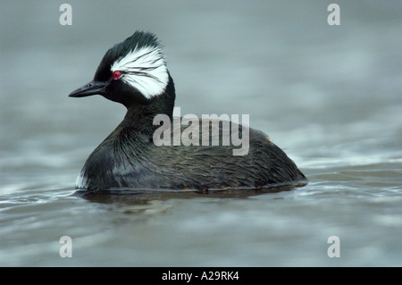 WHITE-GETUFTETE HAUBENTAUCHER (Podiceps Rolland) FALKLAND-Inseln Stockfoto