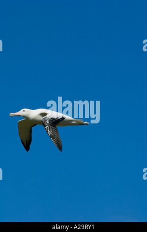 Wanderalbatros (Diomedea Exulans) Flug South Georgia Island Dezember 2005 Stockfoto