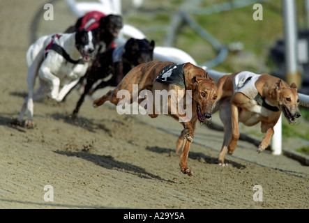 Windhunde Rennen rund um die Biegung während des Rennens in Hove Dog Track Stockfoto