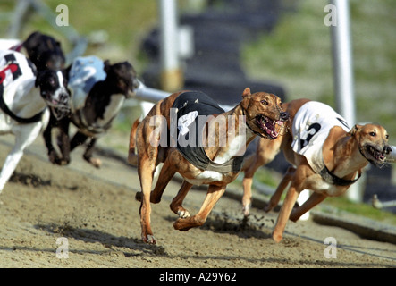 Windhunde Rennen rund um die Biegung während des Rennens in Hove Dog Track Stockfoto