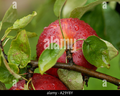 Apfel auf einem Baum (von oben, Detail) Stockfoto