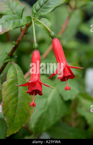 BUSH FUCHSIA Hinnerike Stockfoto