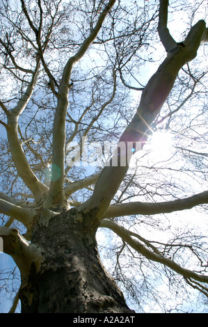 Platane im Frühling ohne Blätter Stockfoto