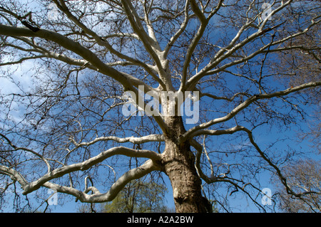 Platane im Frühling ohne Blätter Stockfoto