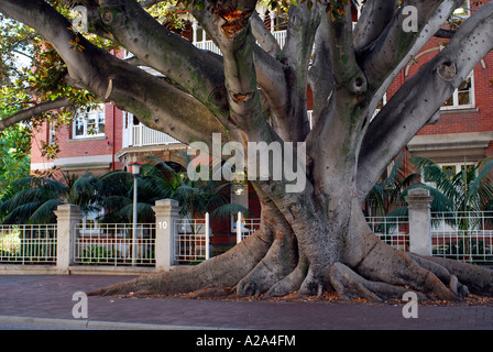 Huge Moreton Bay Feigenbaum, registriert und geschützt durch den National Trust, wächst in der Straße. Perth, Western Australia, Australia Stockfoto