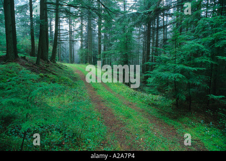 Ein Pfad führt durch den Wald auf Mt. Warburton Hecht, Saturna Island, British Columbia, Kanada. Stockfoto