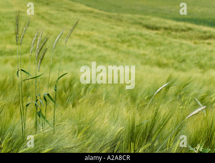 Weizen Feld, grüne Wiese in county Ungarn Tolna Stockfoto