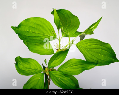 Hartriegel, Kornelkirsche Kirschholz, Cornus mas Stockfoto